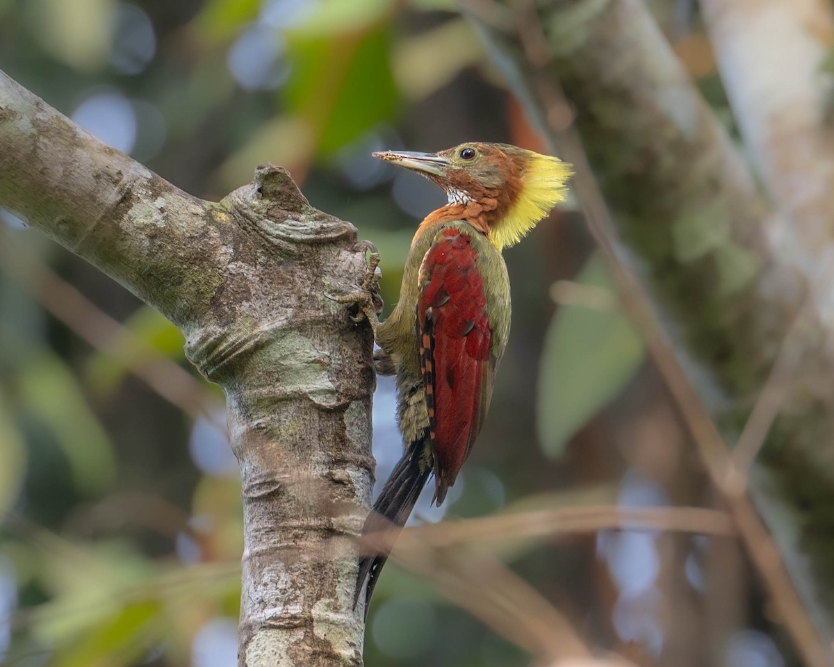Checker-throated Woodpecker - ML625761969