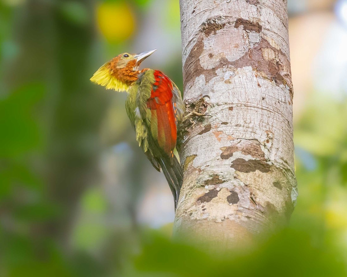 Checker-throated Woodpecker - ML625761970
