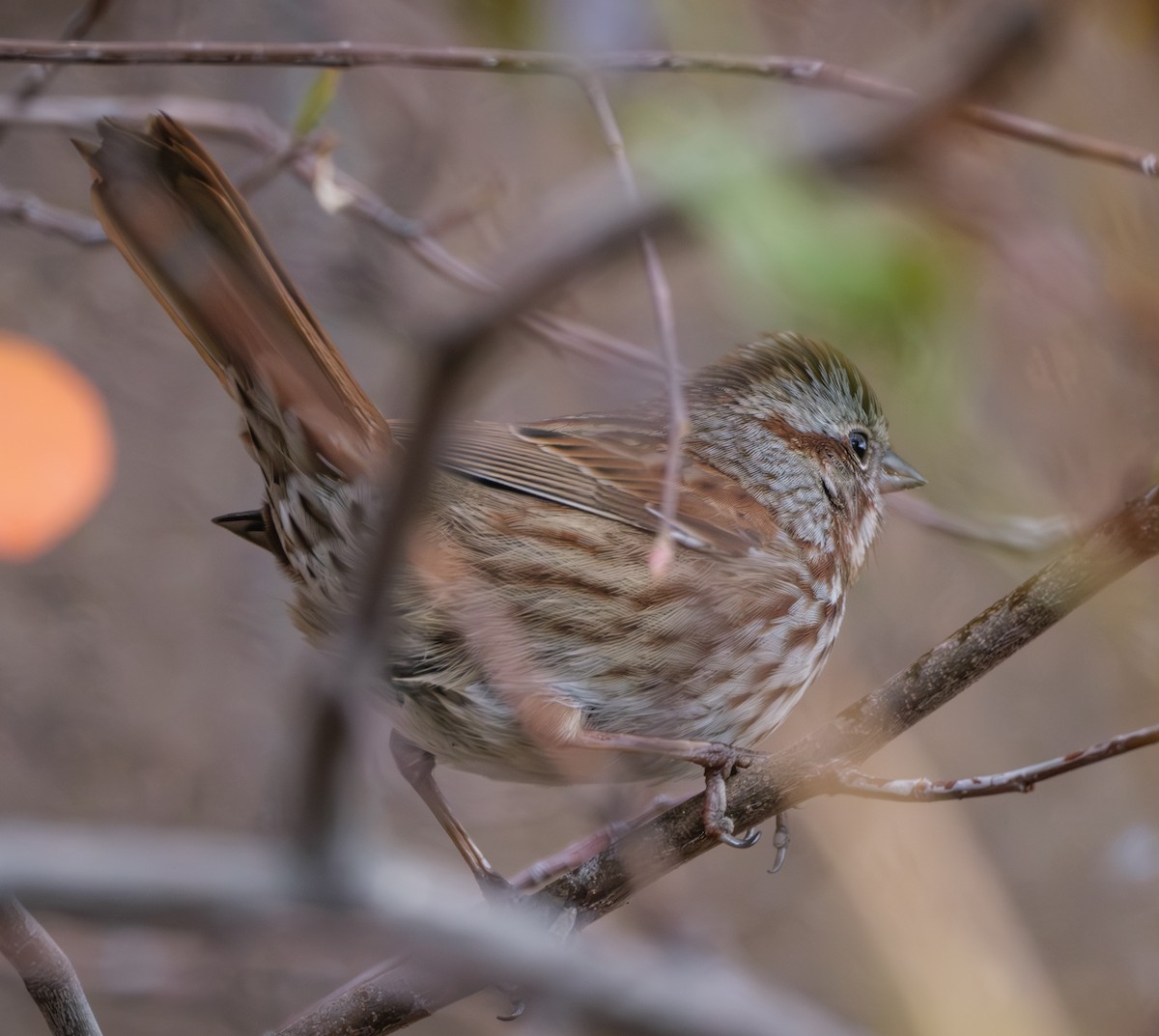 Song Sparrow - ML625761978