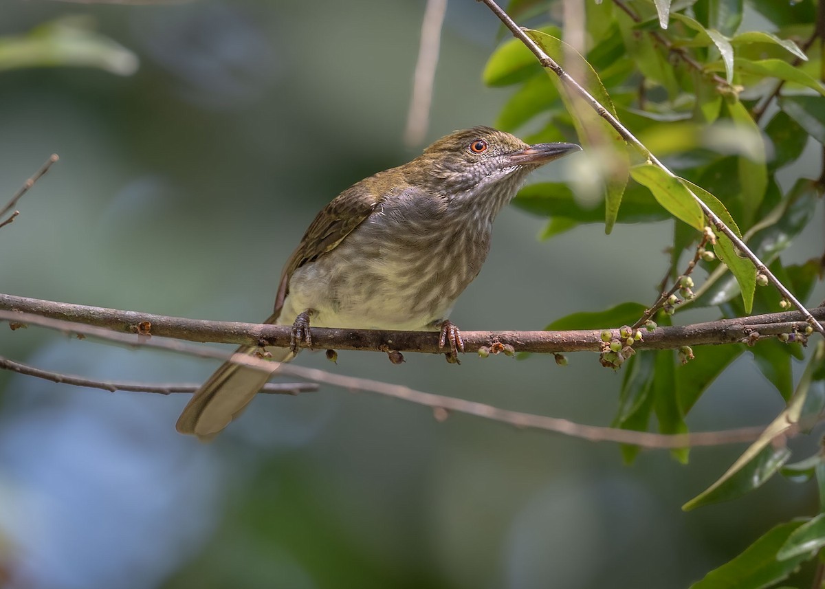 Streaked Bulbul - ML625762048