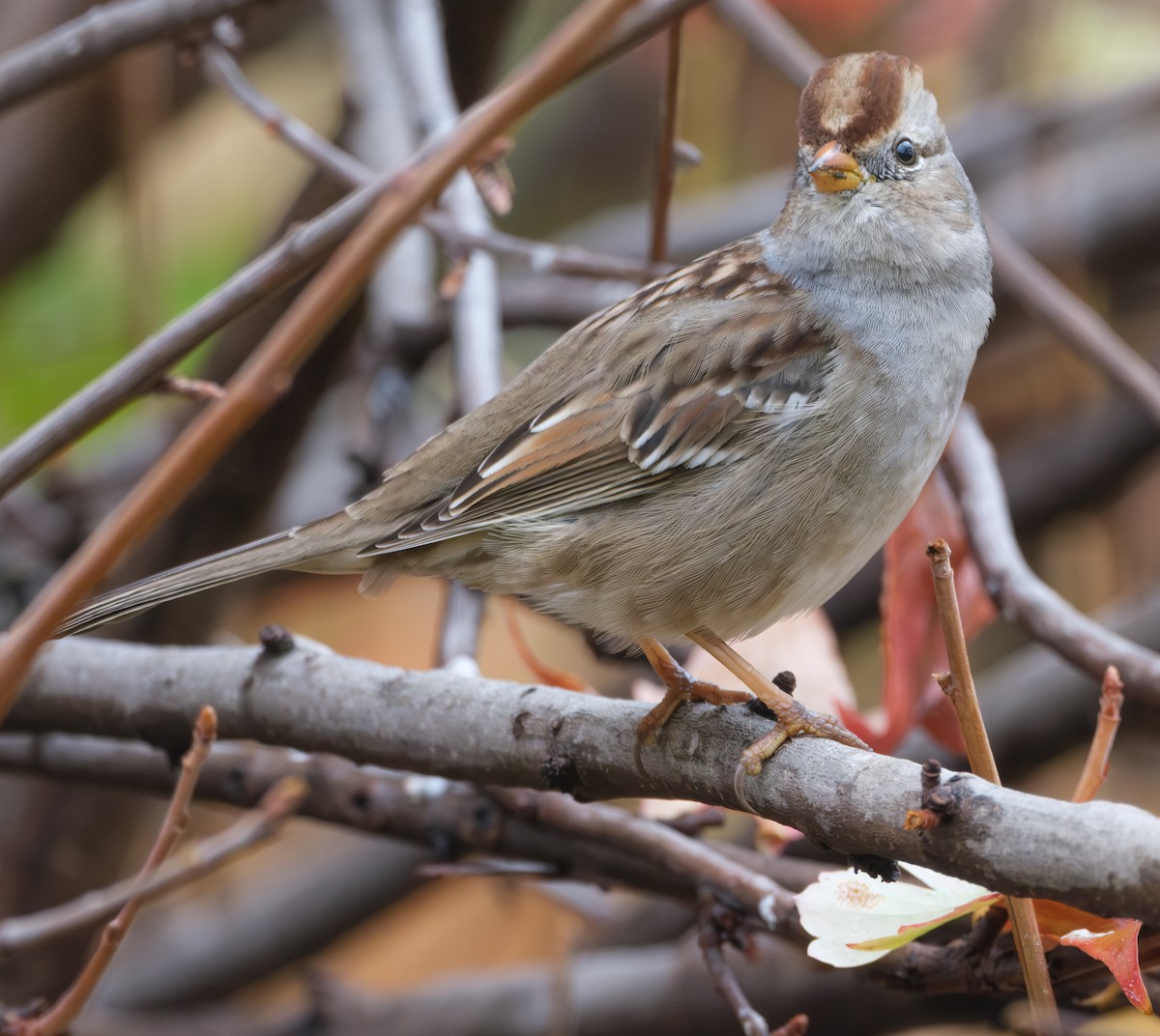 White-crowned Sparrow - ML625762100