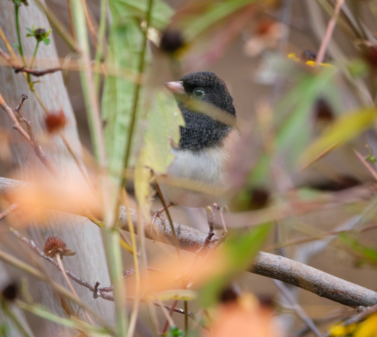 Dark-eyed Junco - ML625762192