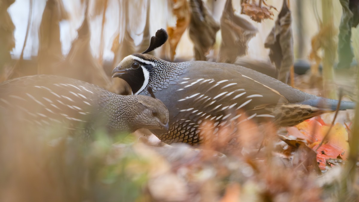 California Quail - ML625762351