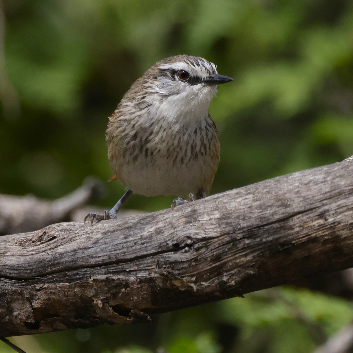 Necklaced Spinetail - ML625762475