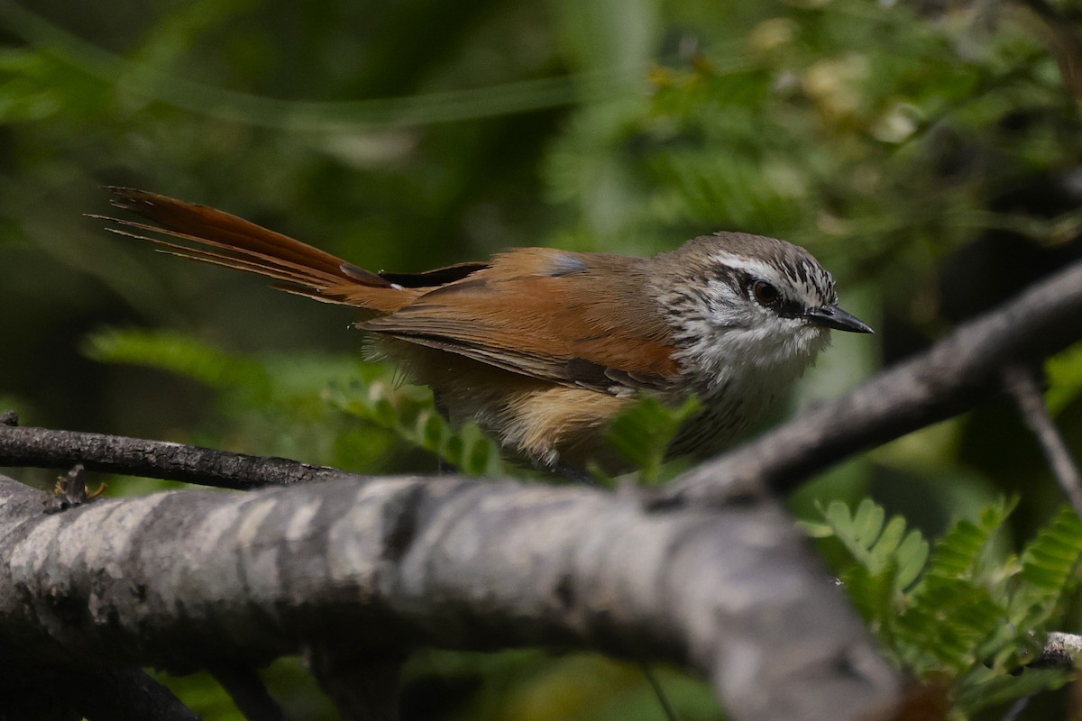 Necklaced Spinetail - ML625762477