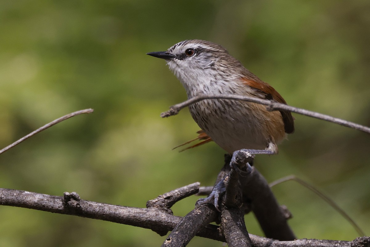 Necklaced Spinetail - ML625762479