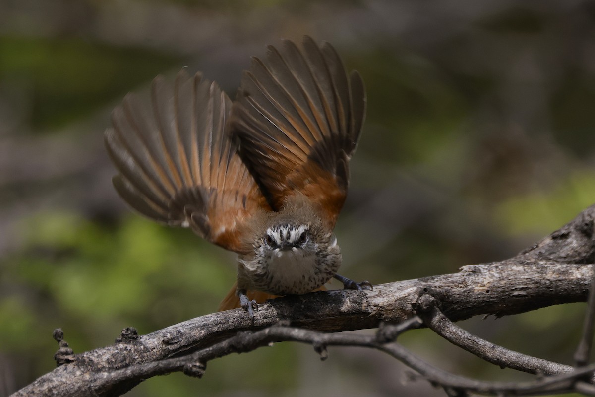 Necklaced Spinetail - ML625762481