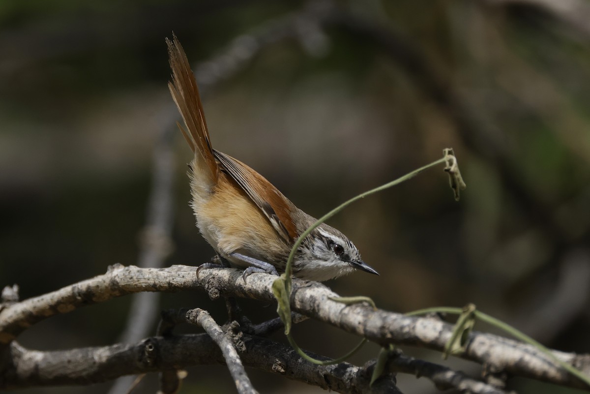 Necklaced Spinetail - ML625762482