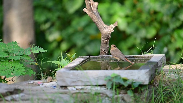 Мойлон гал сүүлт - ML625762651
