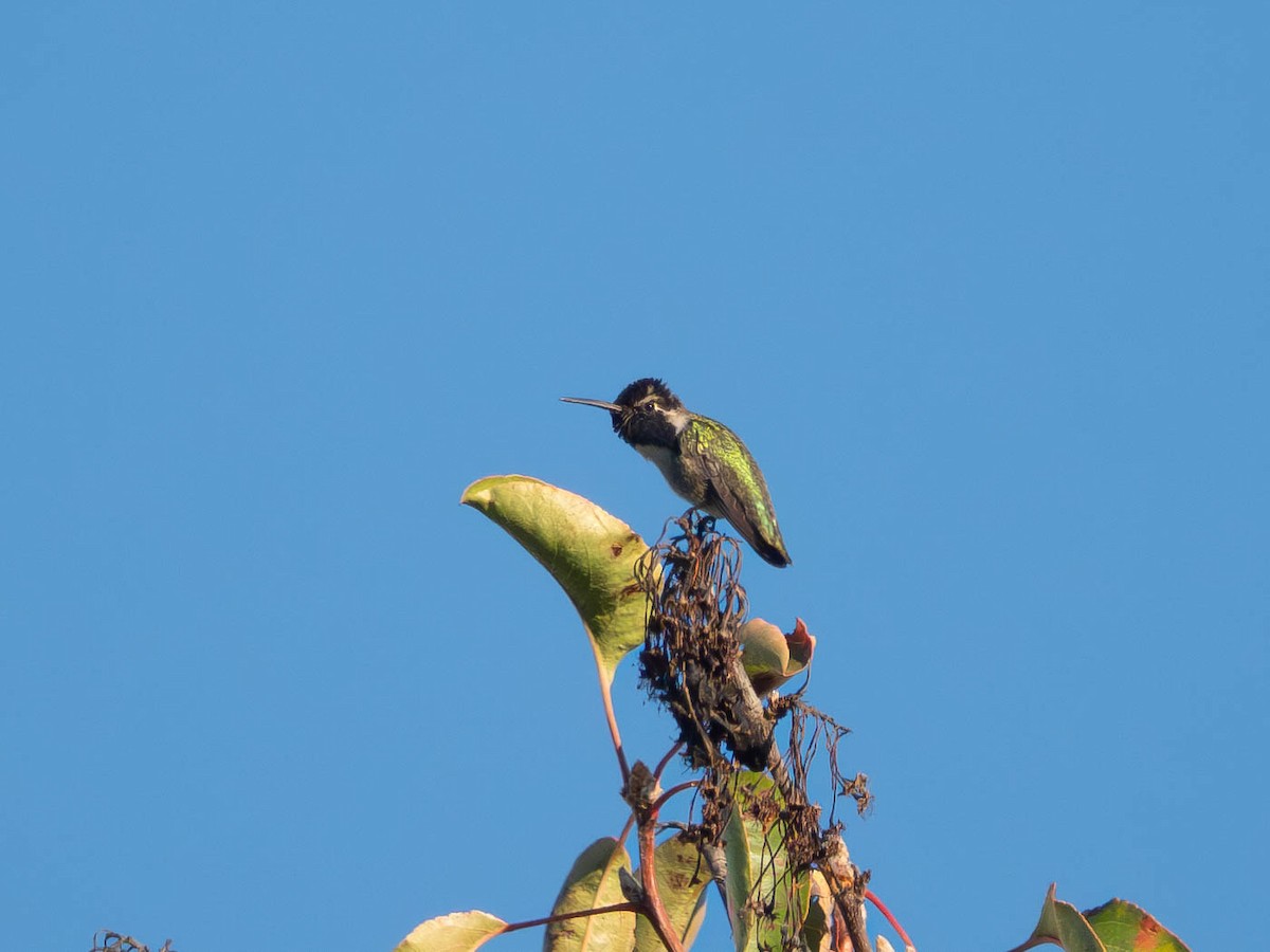 Costa's Hummingbird - ML625762900