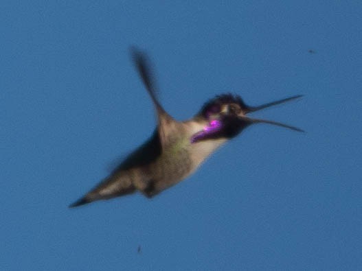 Costa's Hummingbird - ML625762902