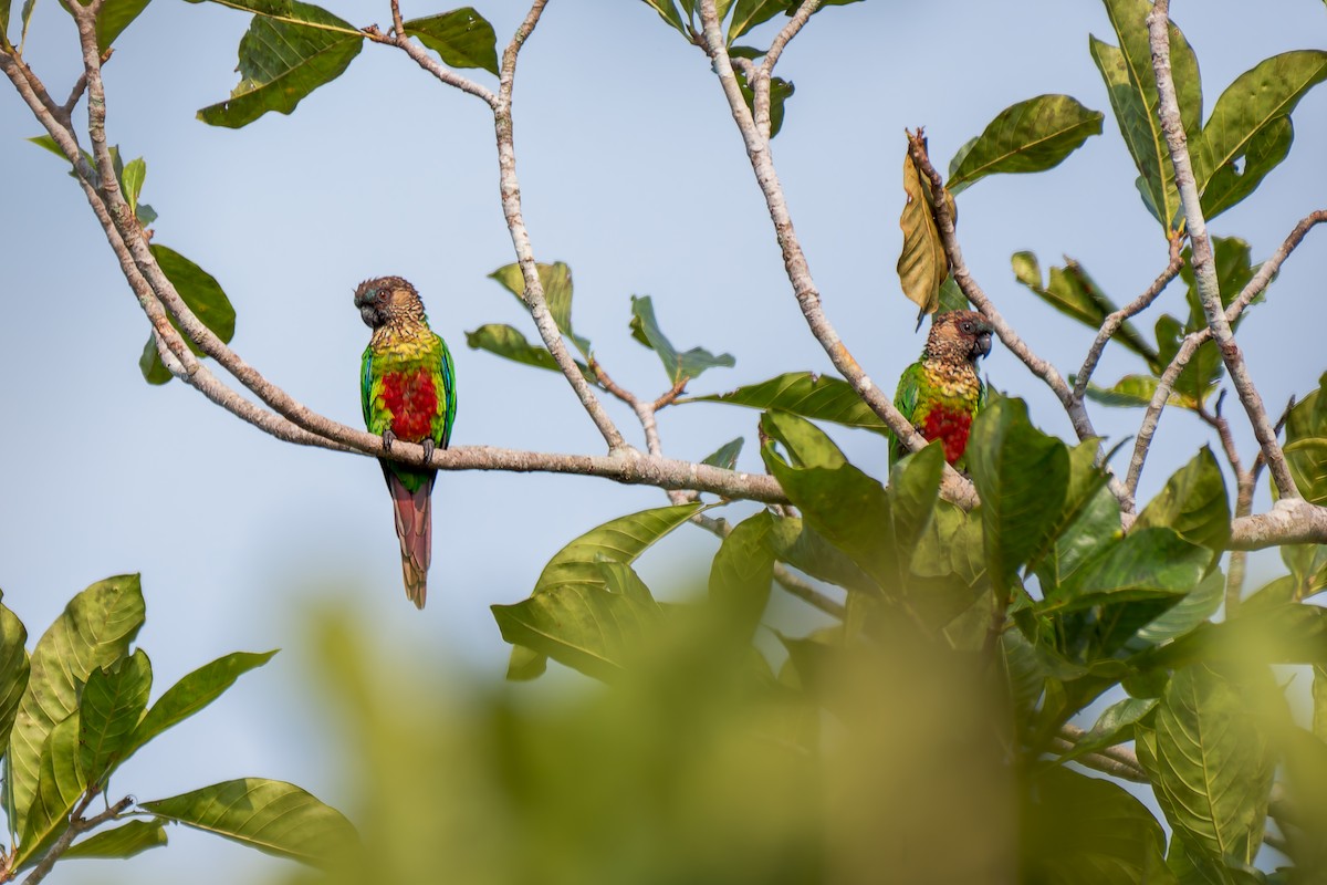 Santarem Parakeet - ML625762950