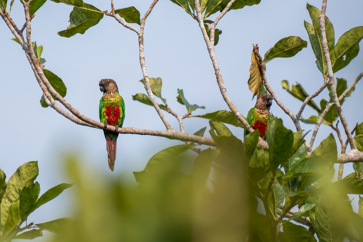 Santarem Parakeet - ML625762951