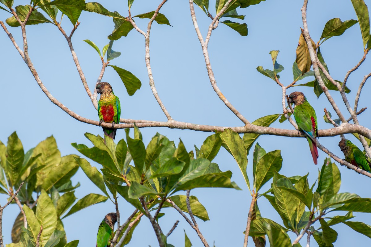 Santarem Parakeet - ML625762952