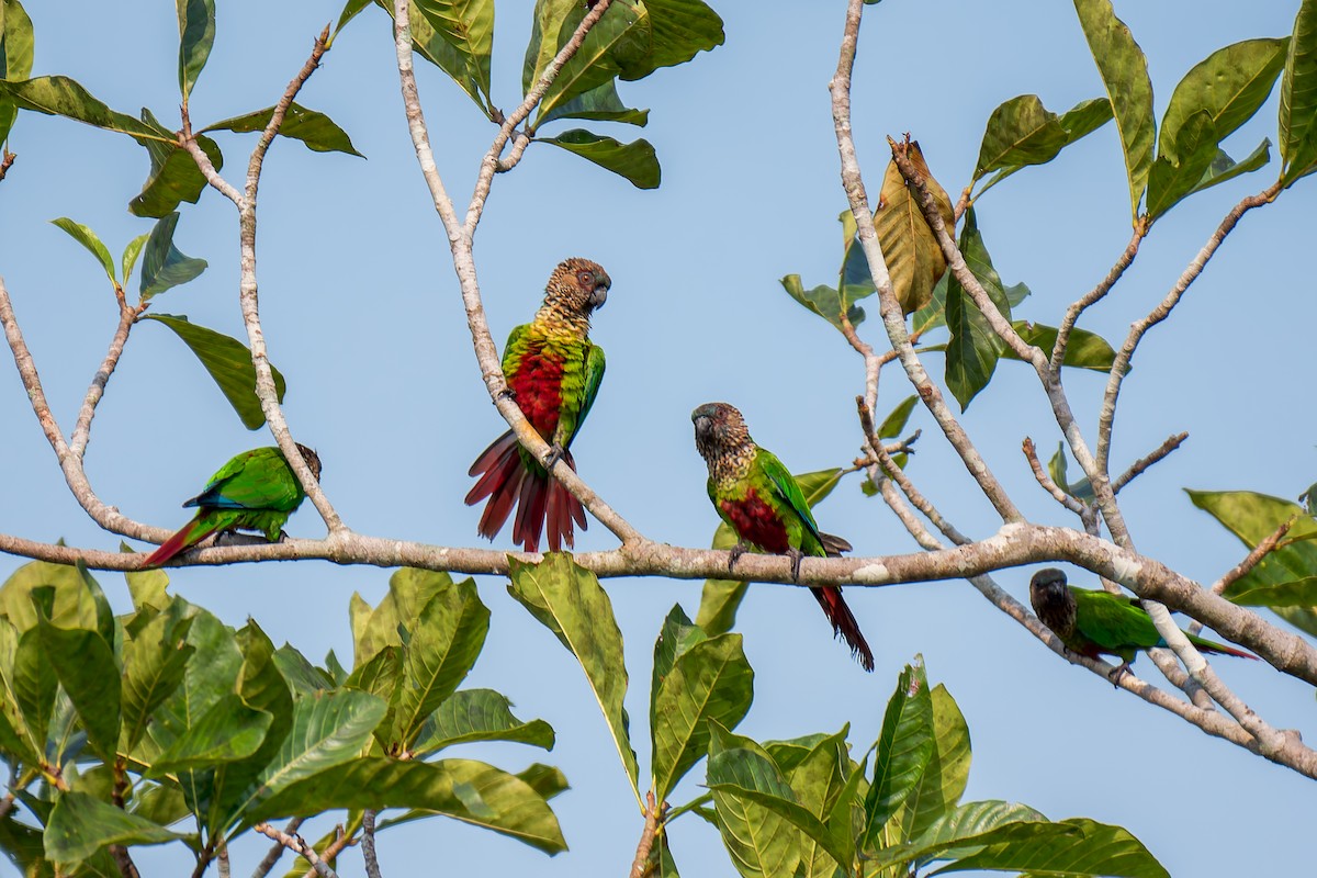 Santarem Parakeet - ML625762954