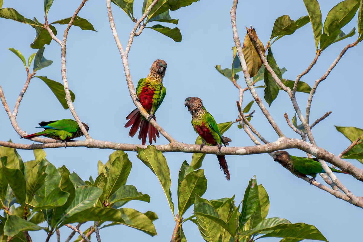 Santarem Parakeet - ML625762955