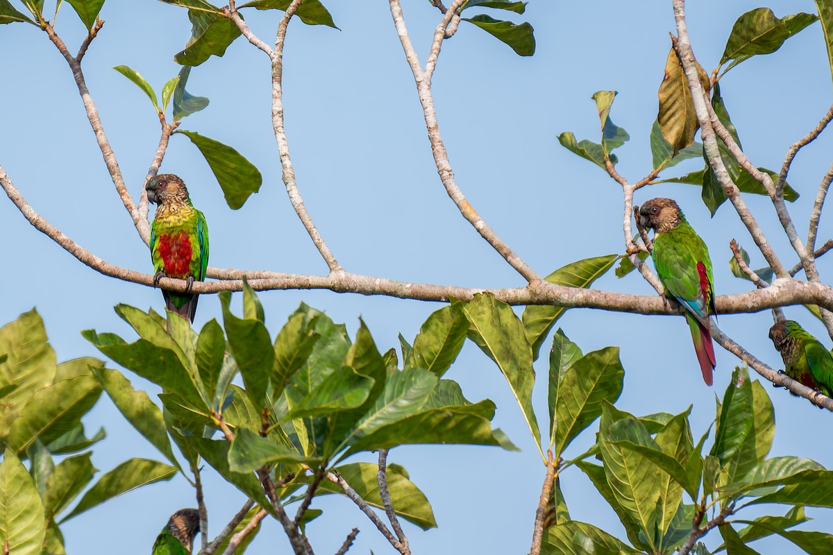 Santarem Parakeet - ML625762956