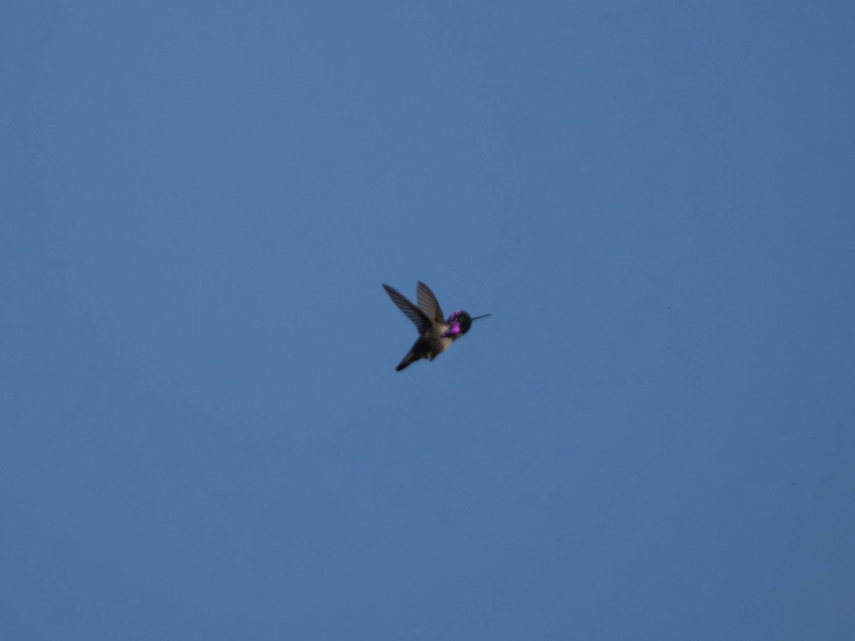 Costa's Hummingbird - ML625762984
