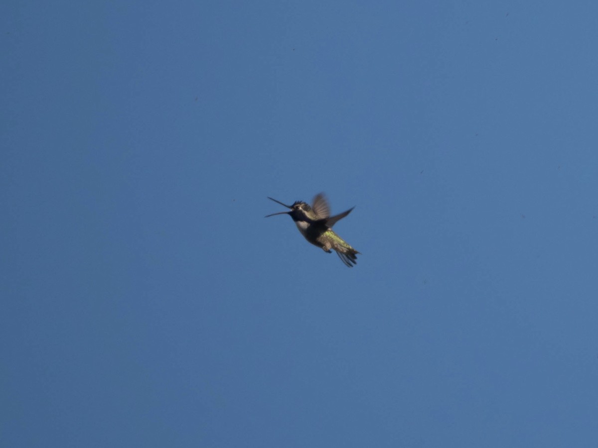 Costa's Hummingbird - ML625762985