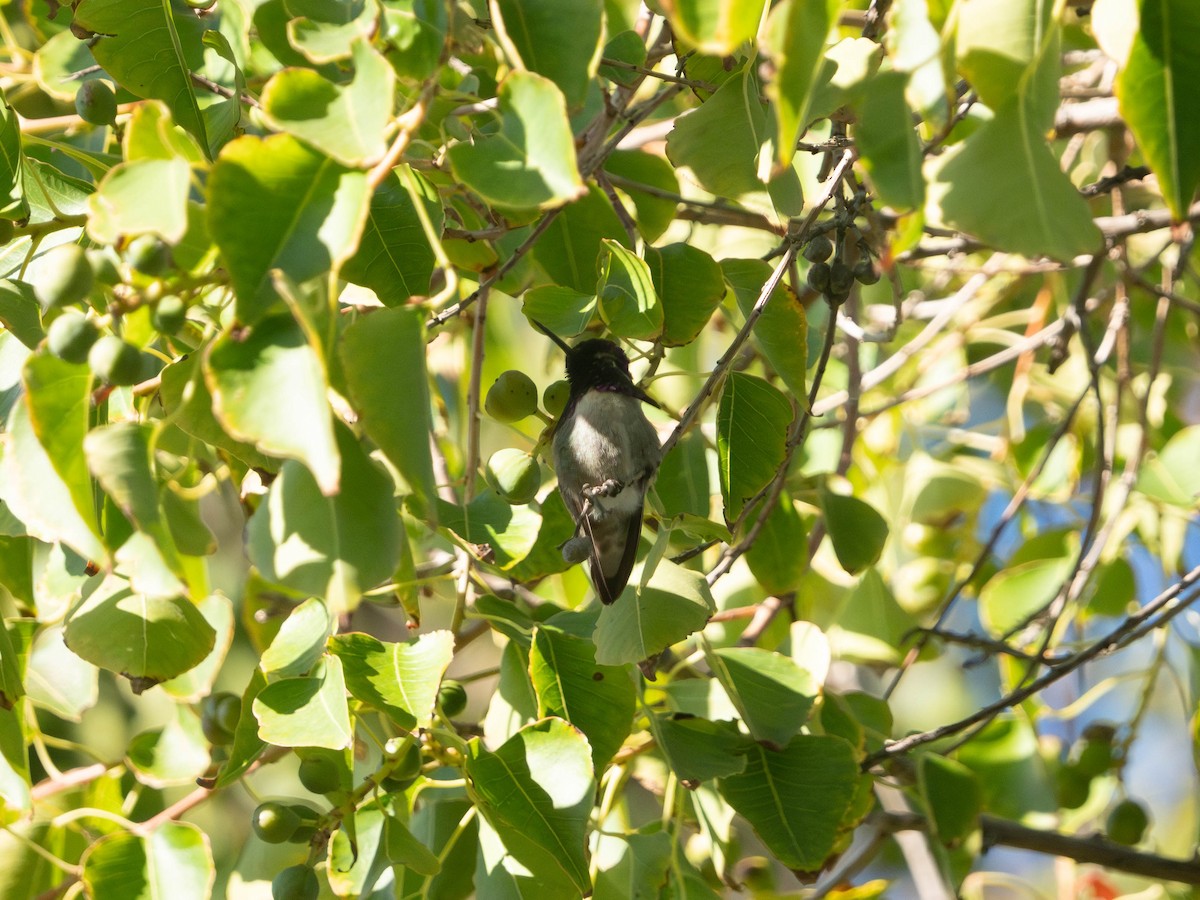 Costa's Hummingbird - ML625762987