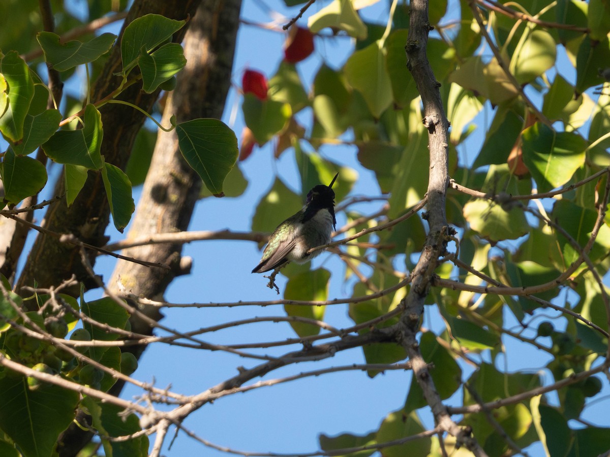 Costa's Hummingbird - ML625762988