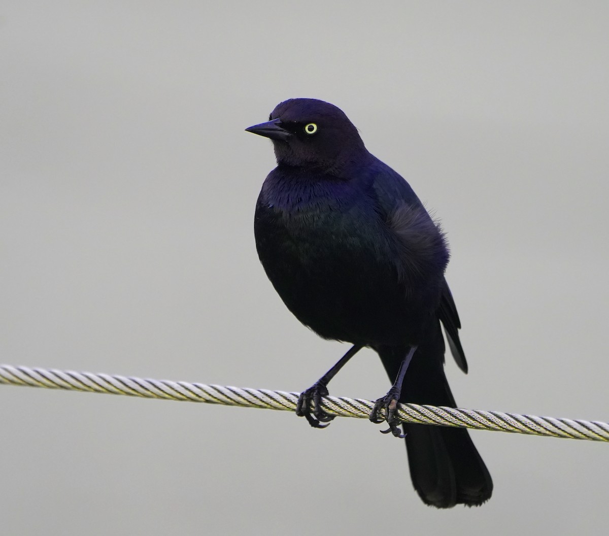 Brewer's Blackbird - ML625763081