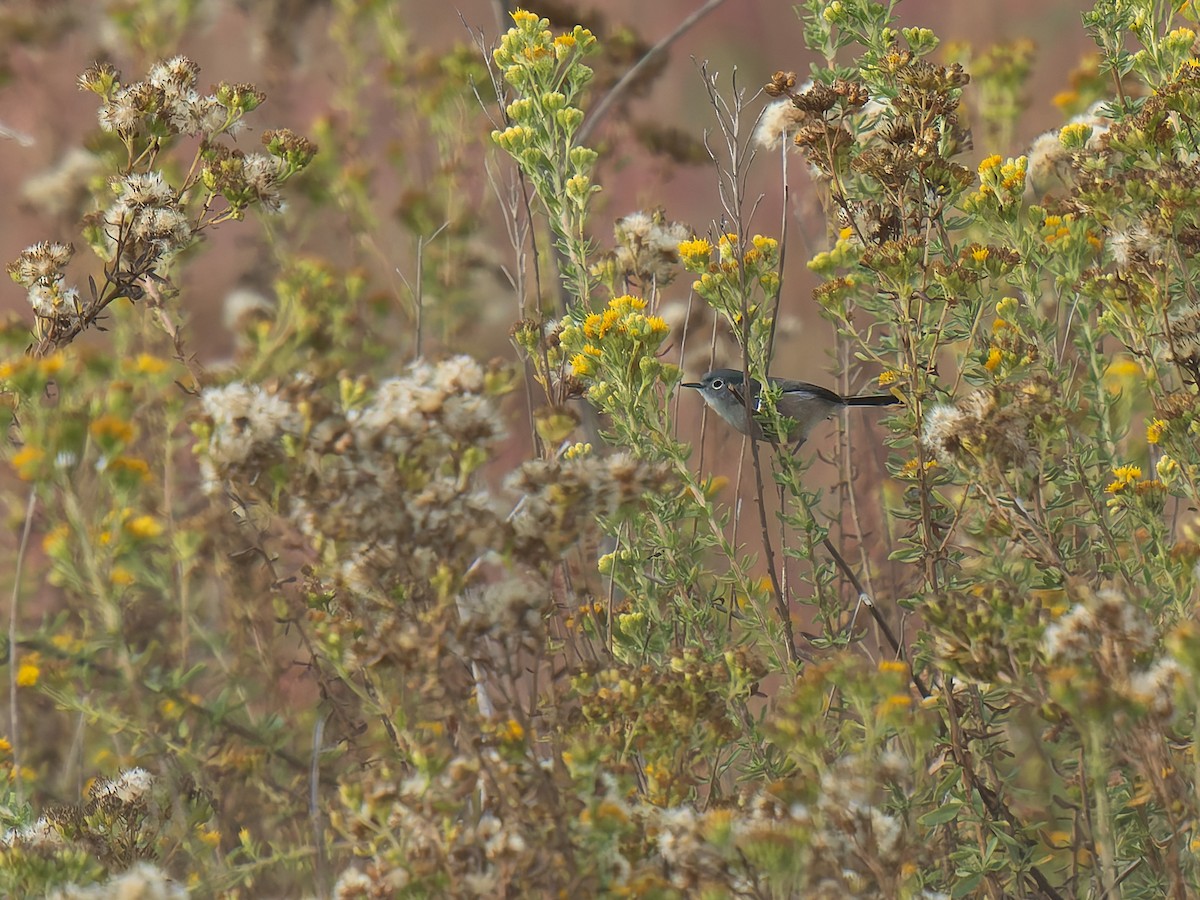 California Gnatcatcher - ML625763266