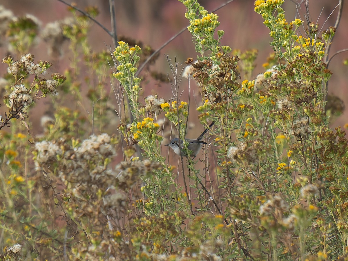 California Gnatcatcher - ML625763267