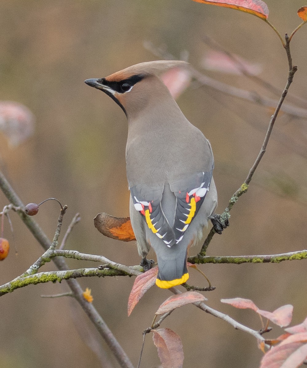 Bohemian Waxwing - ML625763652