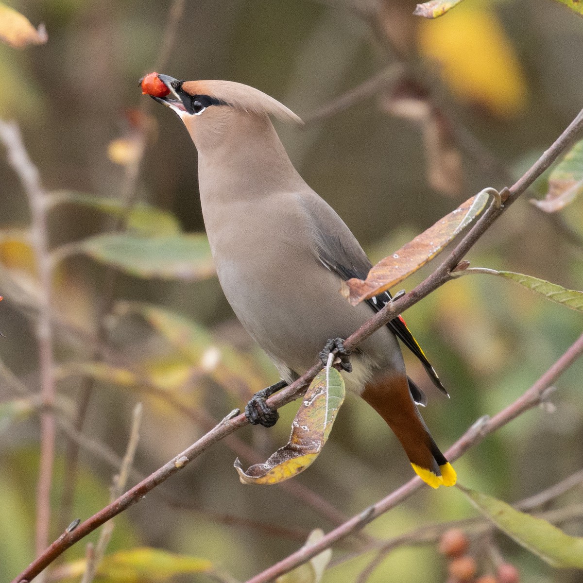 Bohemian Waxwing - ML625763653