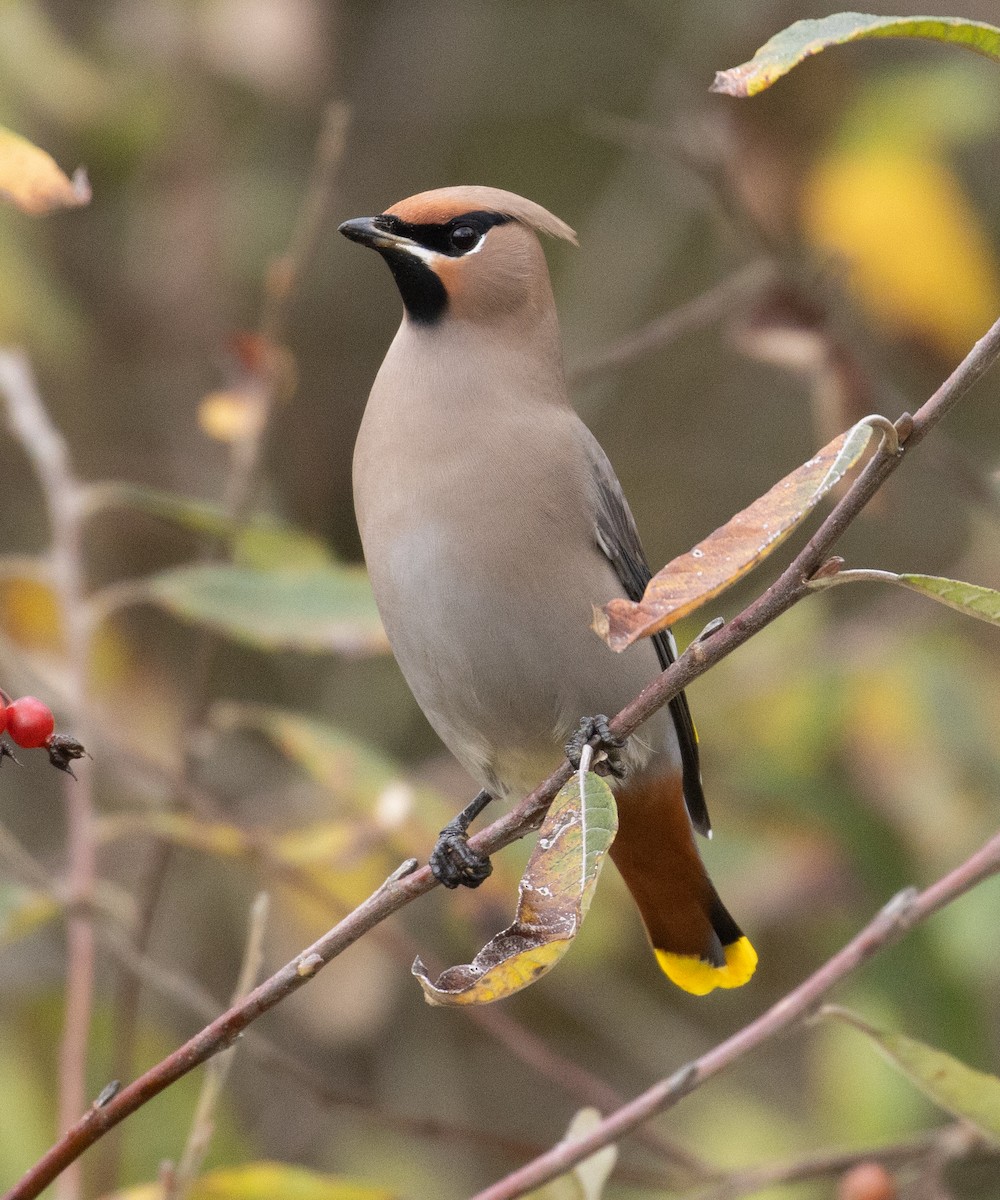 Bohemian Waxwing - ML625763655