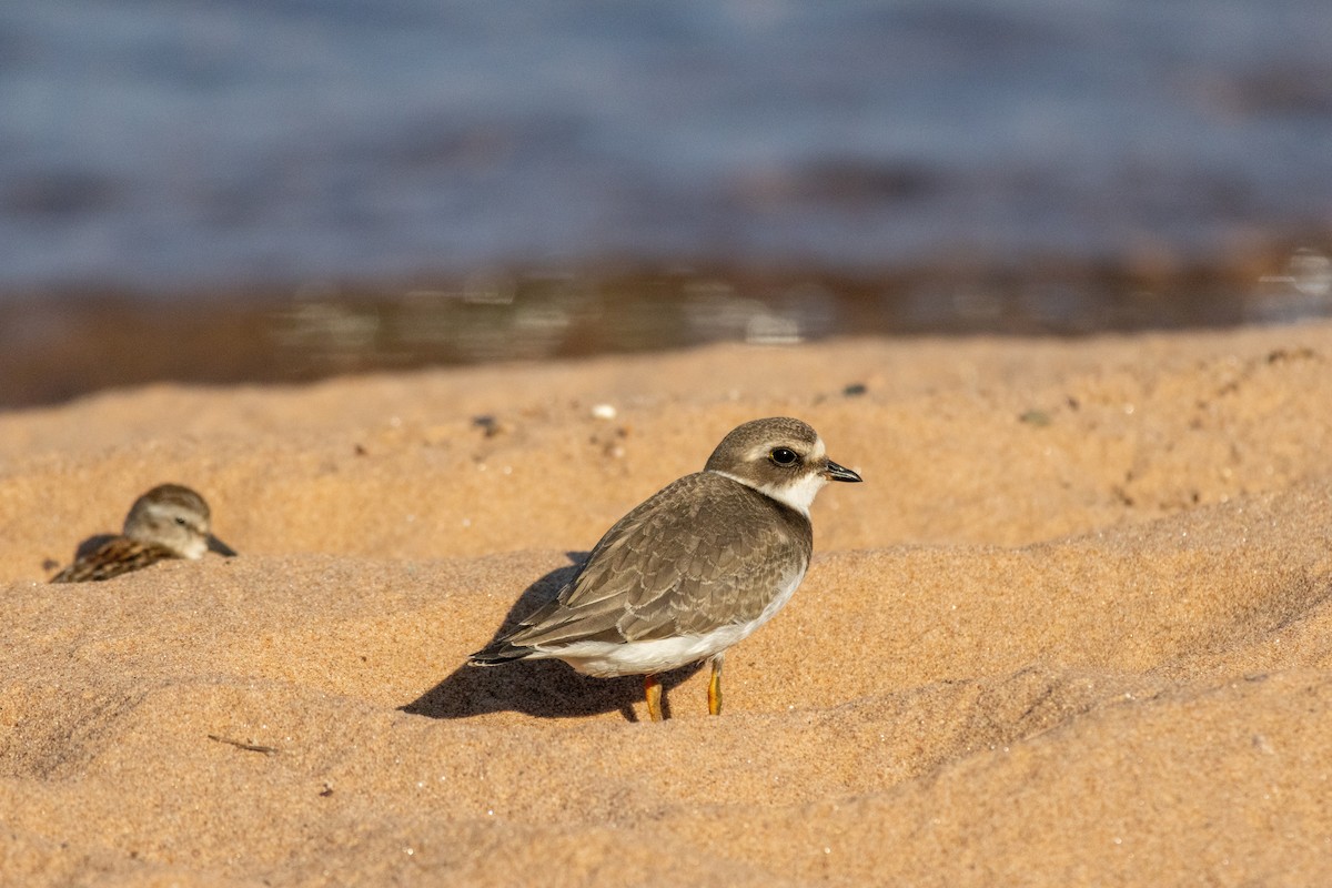 Semipalmated Plover - ML625764053