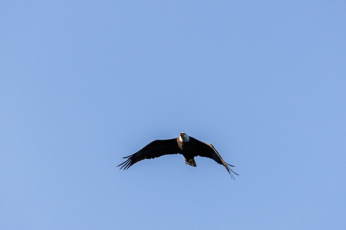 Bald Eagle - ML625764062