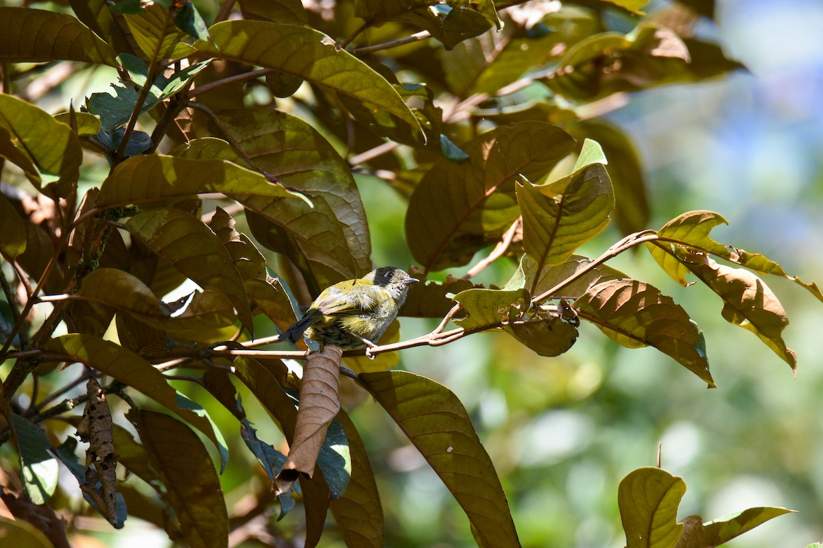 Dusky Chlorospingus - ML625764171