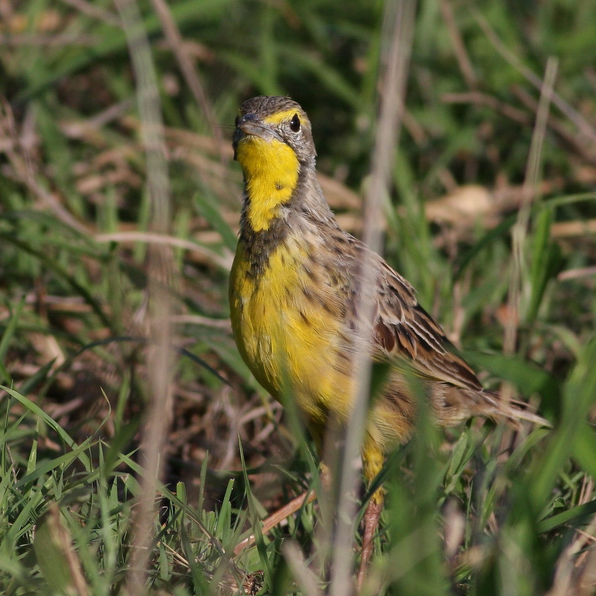 Yellow-throated Longclaw - ML625764392