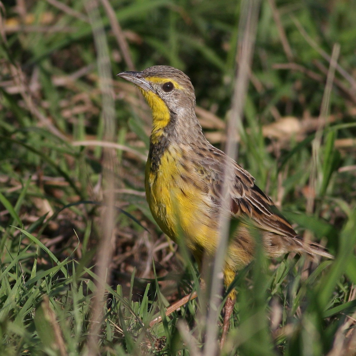 Yellow-throated Longclaw - ML625764393