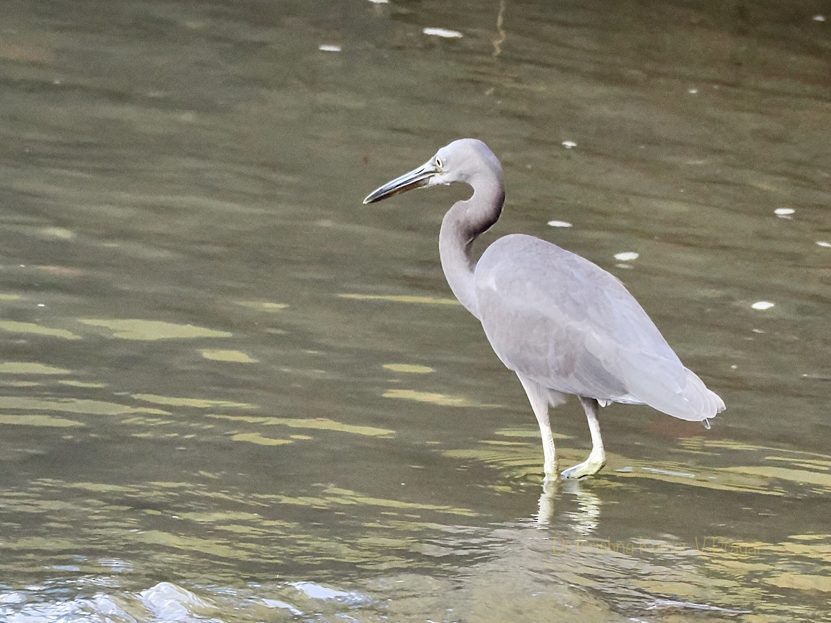 Pacific Reef-Heron - ML625764477