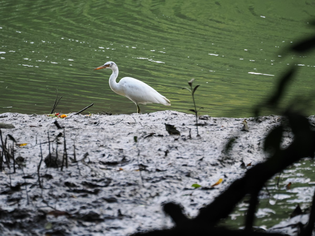Pacific Reef-Heron - ML625764479