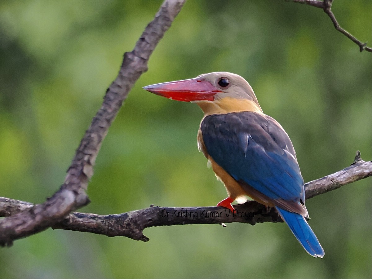 Stork-billed Kingfisher - ML625764502