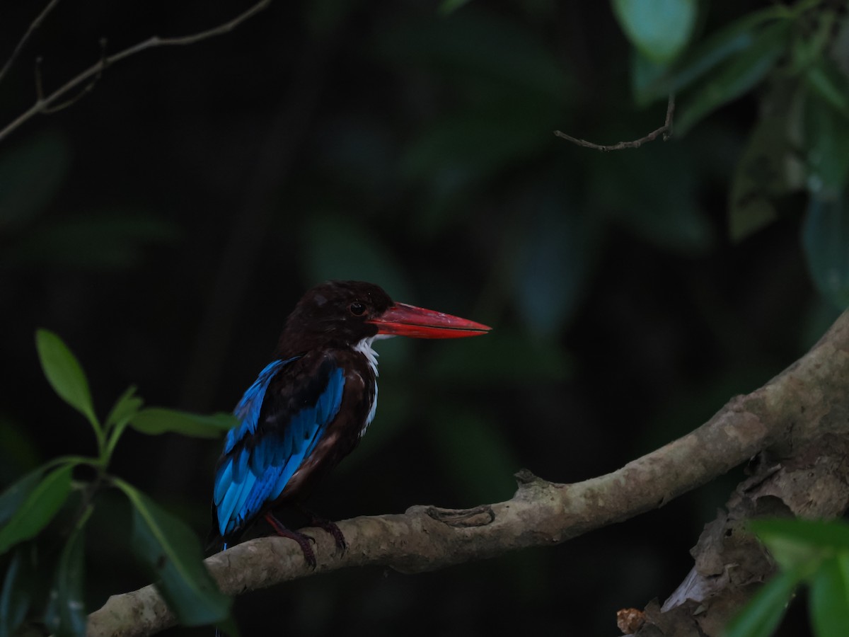 White-throated Kingfisher - ML625764508