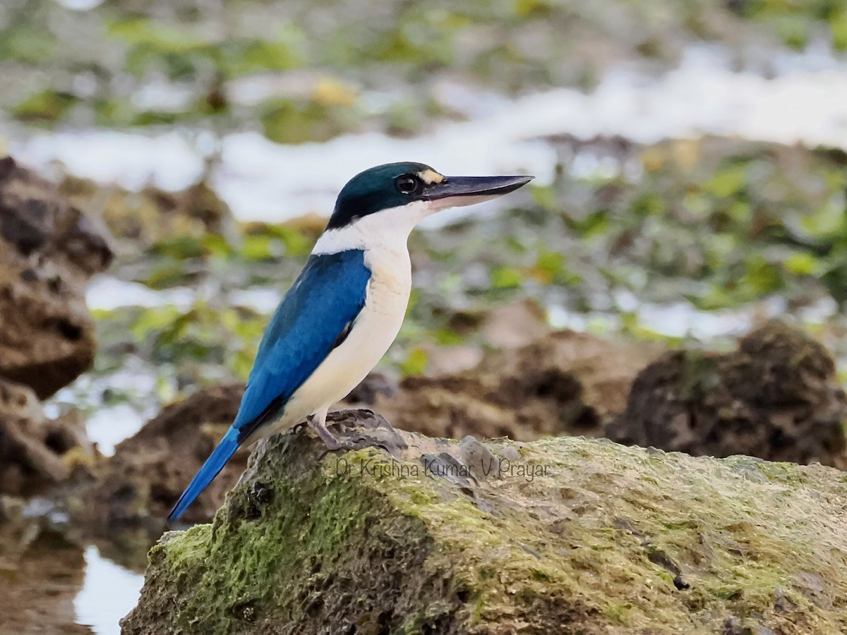 Collared Kingfisher - ML625764513