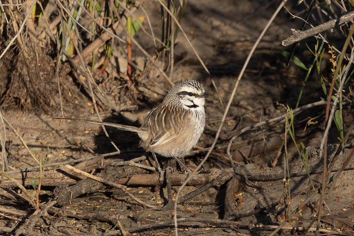 Gray Grasswren - ML625764538