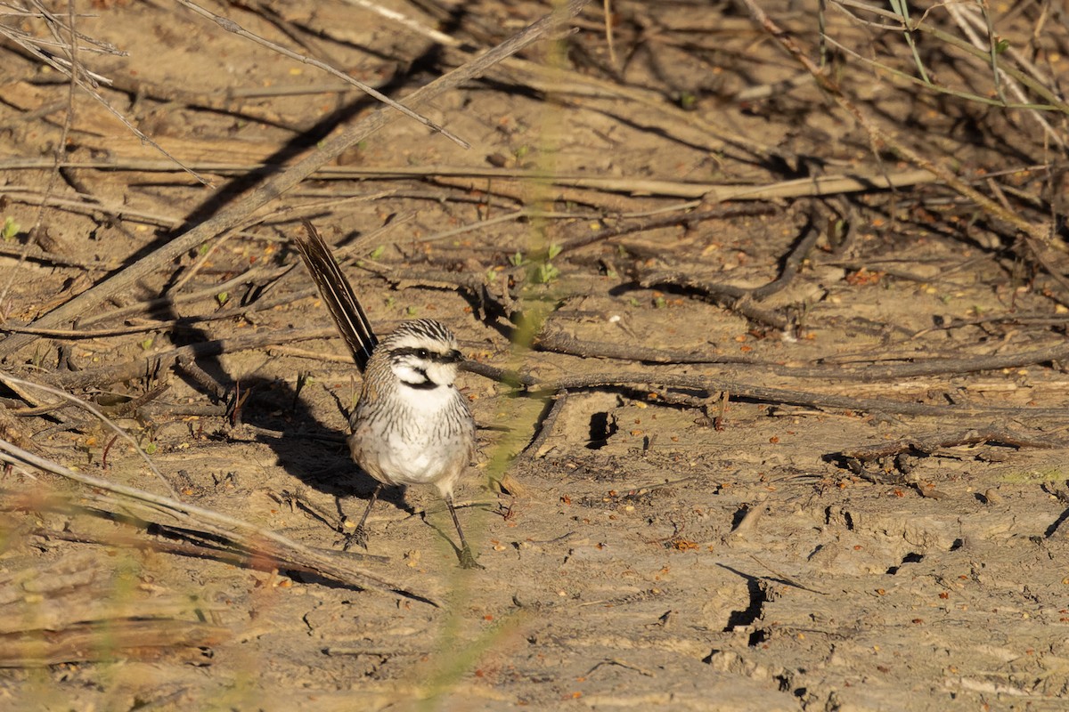 Gray Grasswren - ML625764539