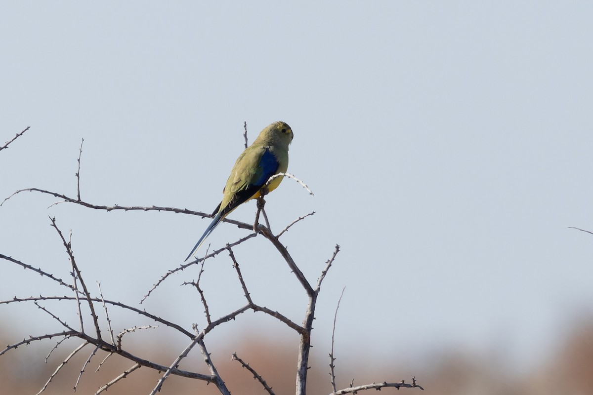 Blue-winged Parrot - ML625764592