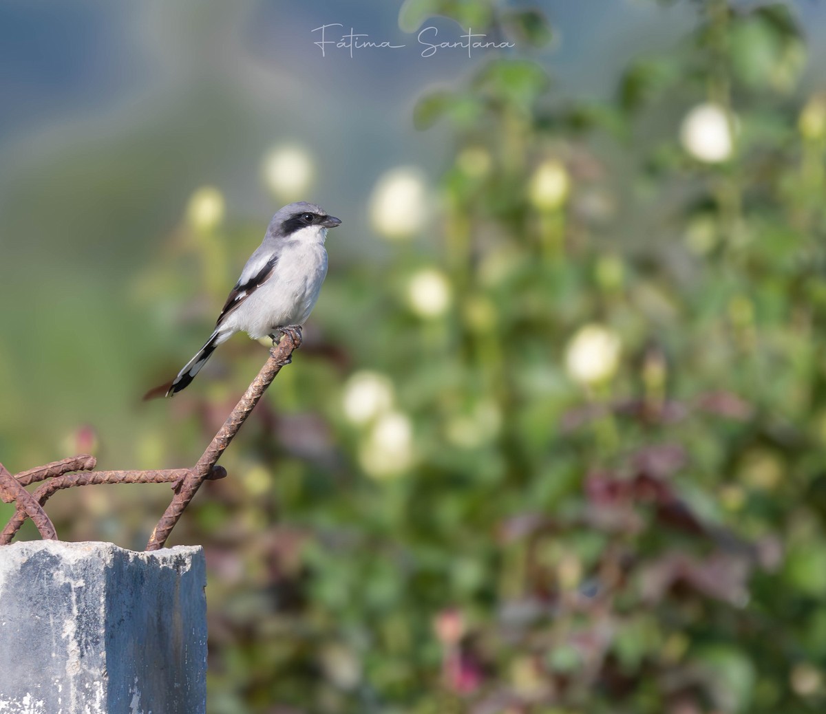 Pie-grièche migratrice - ML625764598