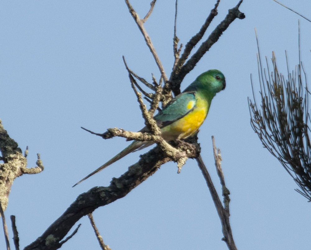 Red-rumped Parrot - ML625764628