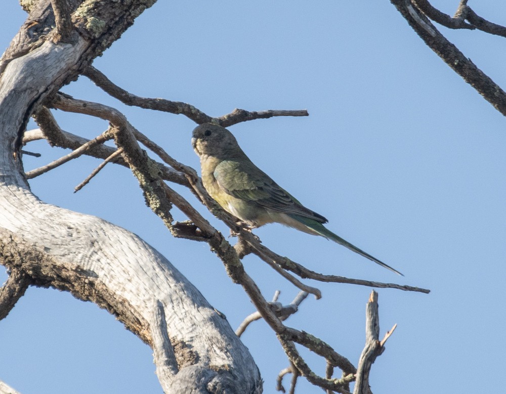 Red-rumped Parrot - ML625764641