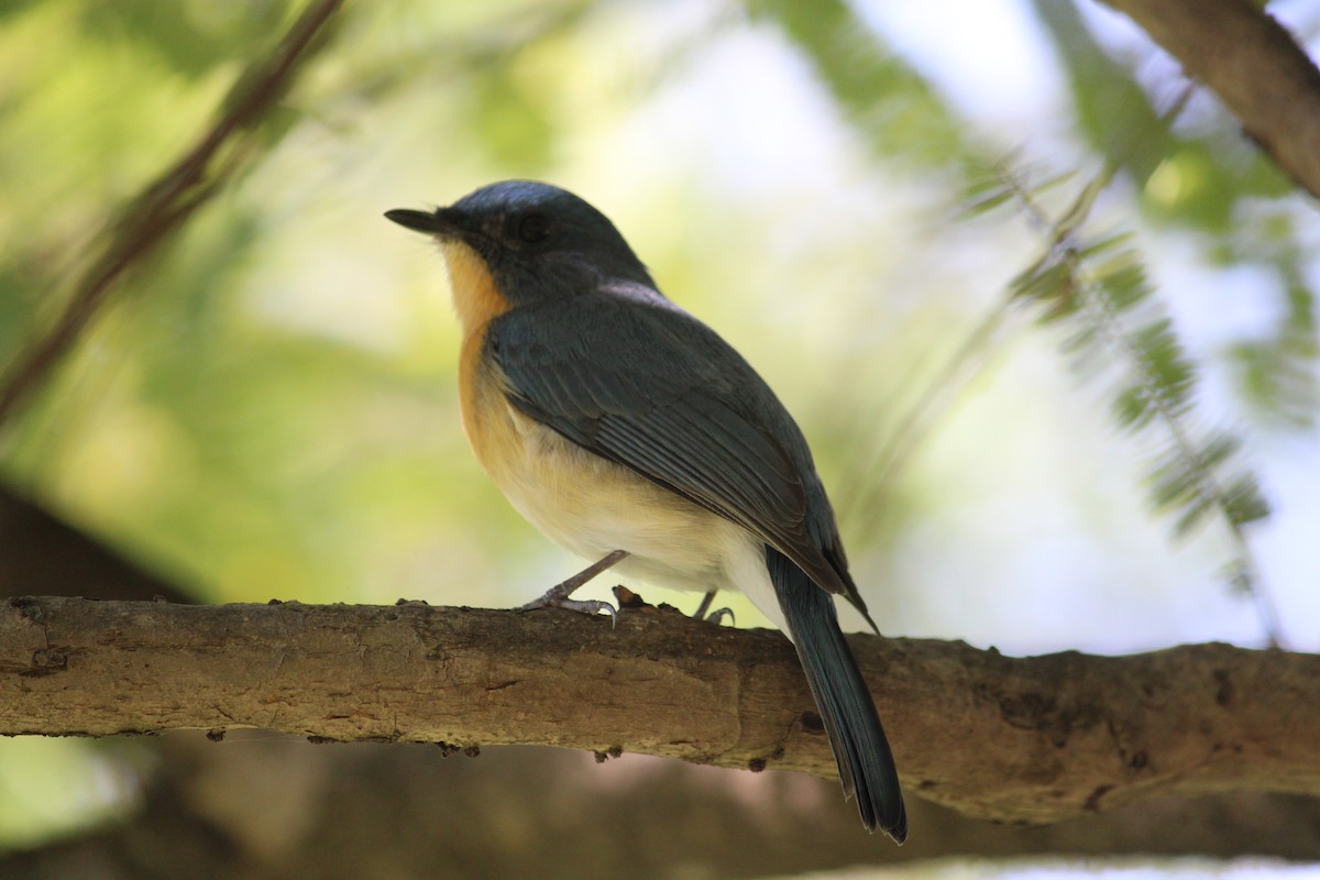 Tickell's Blue Flycatcher - ML625764770