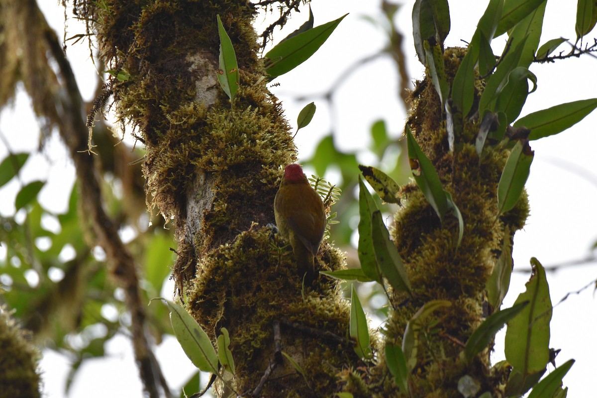 Smoky-brown Woodpecker - ML625764773