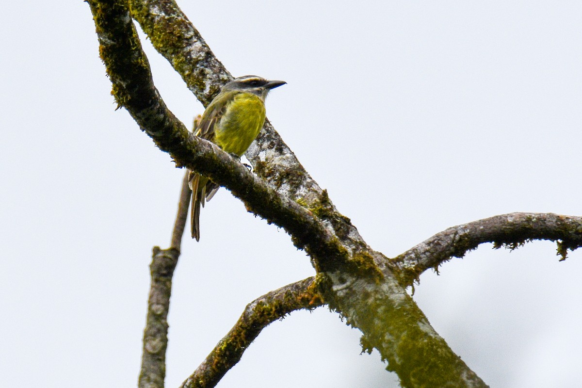 Golden-bellied Flycatcher - ML625764775